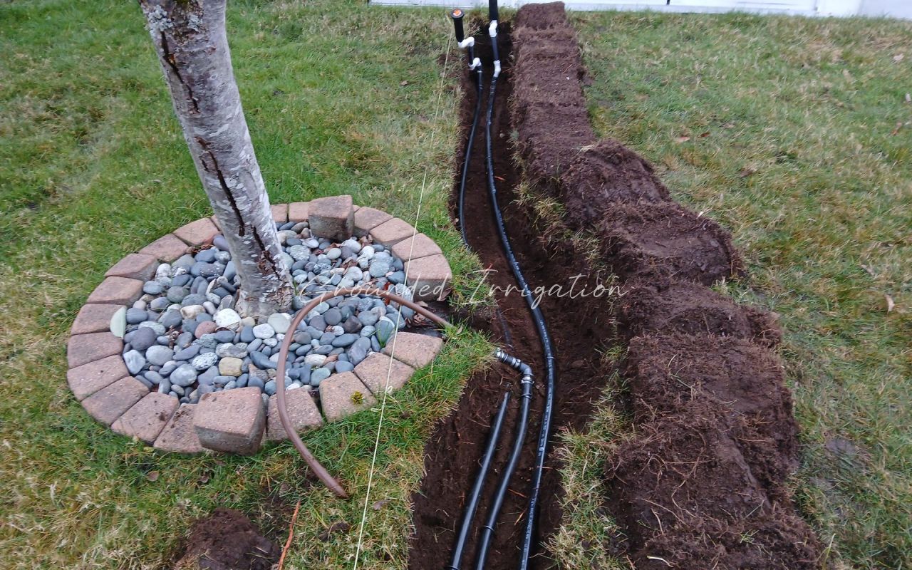 shady trench pop ups and tree drip zone