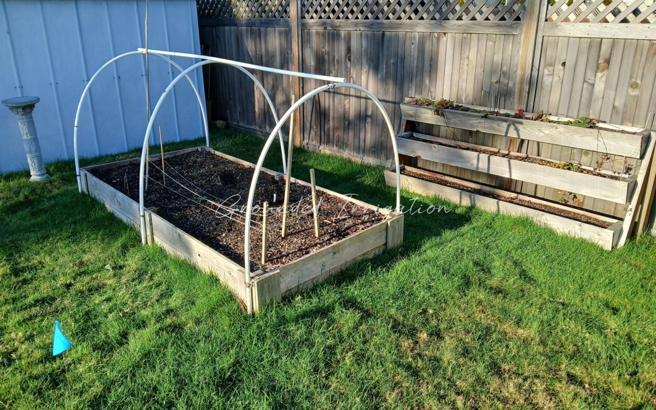 vegetable garden partial shade
