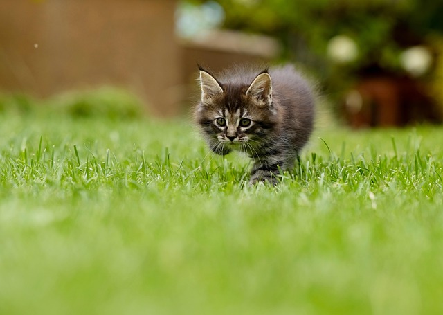 lawn cat